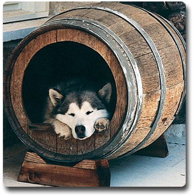 Let you dog relax in Style
